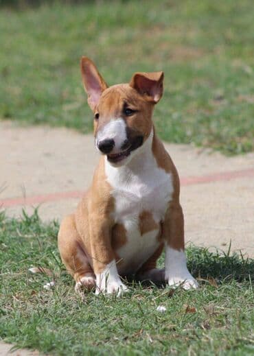 francuski pit bul: Na prodaju prelepi štenci mini bul terijera, stari 2 meseca. Štenci su — 5