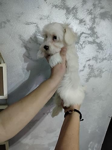 maltezer mali psi za stan na poklon: Muško štene maltezera staro 2 ipo meseca,vakcinisano — 2