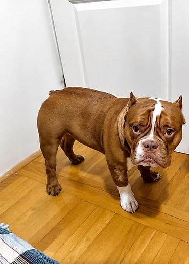 bernski planinski pas štene: Kapo muzjak Muzjak -American Bully Exotic Merle-spreman za parenje — 2