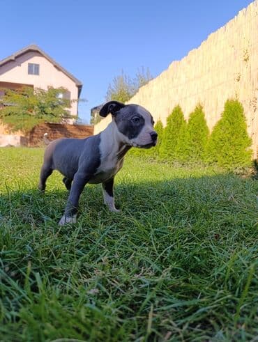 Psi: Dostupni stenci American bully. Unikatne Merle boje. Odgajani su u — 3