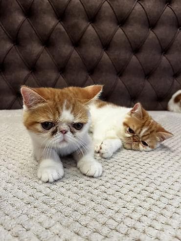 drvo maca: Na prodaju egzotični kratkodlaki mačići (Exotic Shorthair) — 10