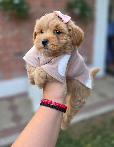 staford mali: Maltipoo bebe Registrovana odgajivacnica Hopy queen pudle predstavlja — 5