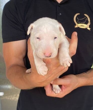 oglasi psi: Odgajivačnica TIKVARA LAKE KENNEL FCI 7519 predstavlja vrhunske štence — 1