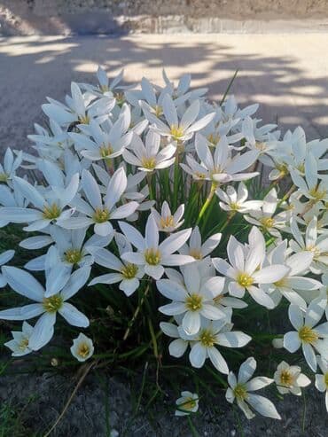 hristov trn beli: Kisni ljiljani- beli, 5 lukovica je — 2