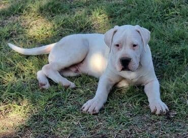 bela i buldozi: Slobodan za parenje!! Mužijak Dogo Argentino, izuzetno kvalitetnog — 5