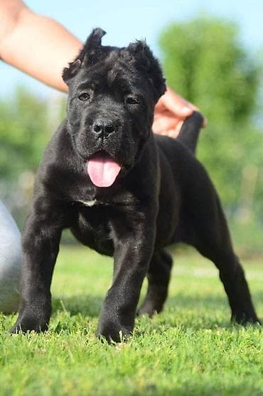 psi firma: Cane Corso, štenci vrhunskog kvaliteta Nasa odgajivačnica Vam nudi — 7