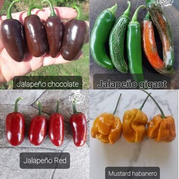 za dvoriste: 🌶Seme najljućih i egzotičnih čili papričica🌶 Za kupljenih pet — 21