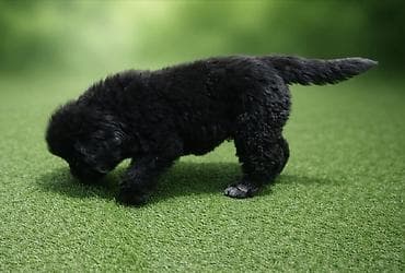 Ptice: Na prodaju štenci njufaundlendera, odličnog kvaliteta. Za više — 4