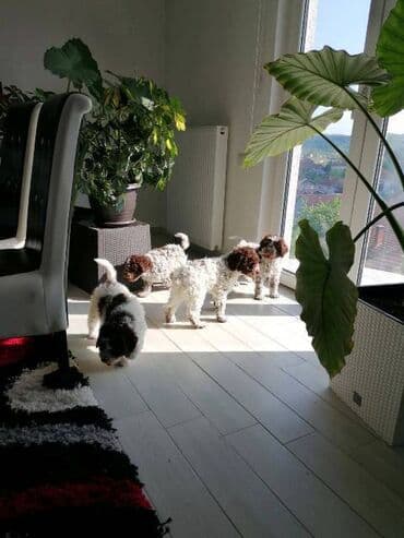 cockapoo psi: Lagoto Romanjolo štenci Dostupno novo leglo pasa rase LAGOTTO — 6