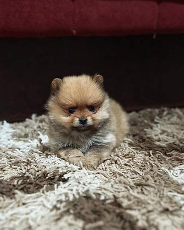 mesanac labradora i zlatnog retrivera: Štenci pomeranskog špica prelepog krzna i izuzetno sitne građe, muškog — 10