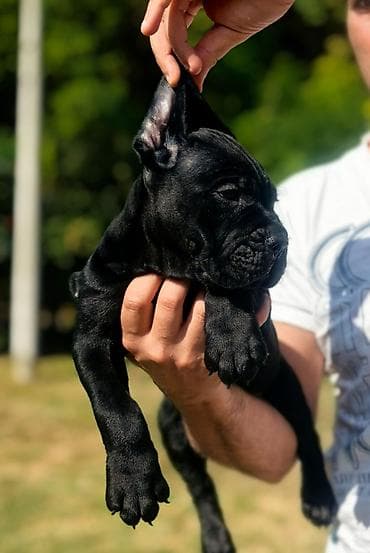 rasni psi na poklon: Ako tražite vernog člana porodice, obratite se nama i postanite — 3