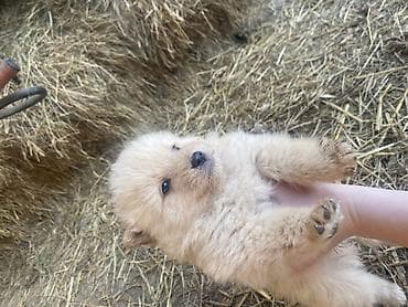 mesanac malinoa i nemackog ovcara: Štene mesanci otac zlatni retriver retrivera tek prijeli nisu — 7