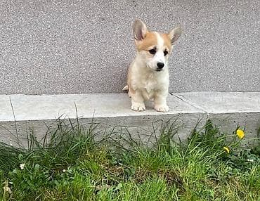 Welsh Corgi Pembroke stenci na prodaju, trenutno je u toku rezervacija