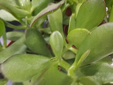 papagaj biljka: Yucca, Drvo Života 70 centimetara visina sa prve i druge slike je — 5