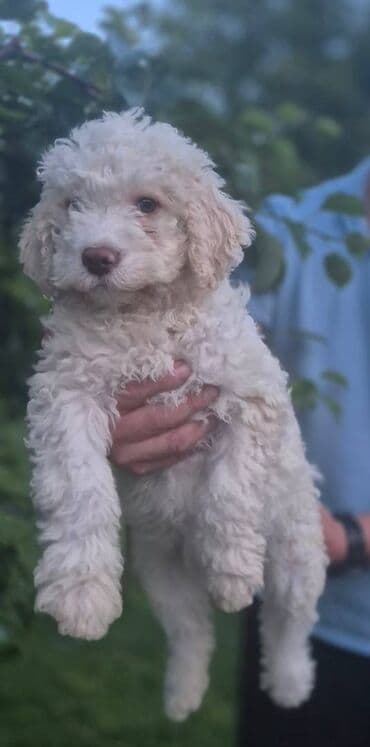 psi za tartufe prodaja: Stenci lagotto romagnolo Stenci lagotto romagnolo Stenci stari 3 — 3