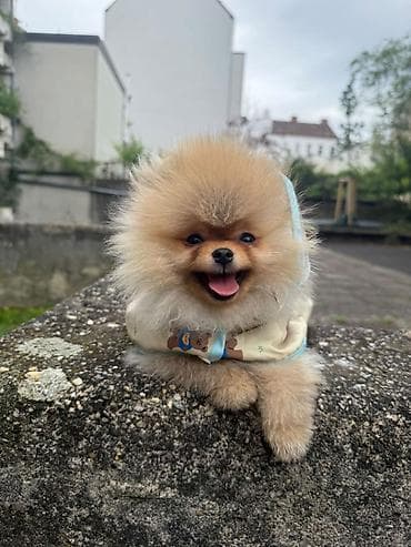 mace slike: Dostupni prelepi štenci pomeranaca. Strucno odgajani uz nadzor — 6