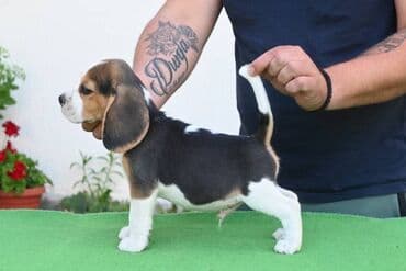 toy pudla novi sad: NEO'S STYLE KENNEL FCI 8177 Naša odgajivačnica objavljuje novo leglo U — 3