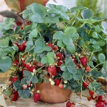 seme jagode cena: Saksijske jagode Cena:650din/200 semenki Ljubitelji jagoda koji nemaju — 2