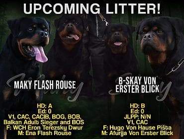 Dogs: R O T V A J L E R štenci, spremni za nove domove, oštenjeni 12. 04 — 1