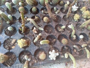 forma ideale ormari za sobu: Kaktusi više vrsta — 1