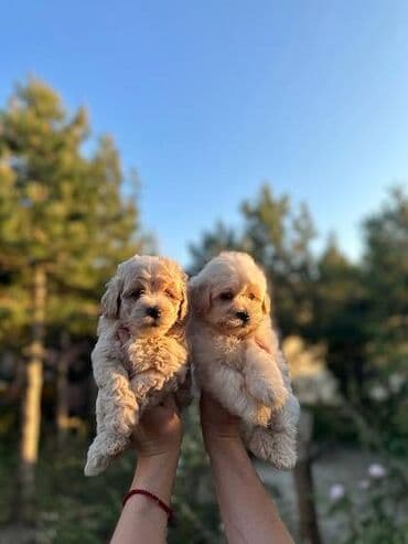 polovne kucice za pse: Maltipoo kucici savrsenog izgleda i genetike FCI 7493 posetite nase — 4