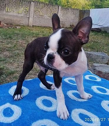 boo dog: U ponudi dva dečaka Boston terijera. Traže novi dom. Veoma povoljno — 2