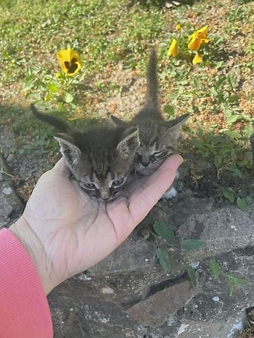 britanska kratkodlaka mačka poklanjam: Poklanjam mačiće 2 zenke ( belo-zelene ) i jednog muzjaka zelen — 6