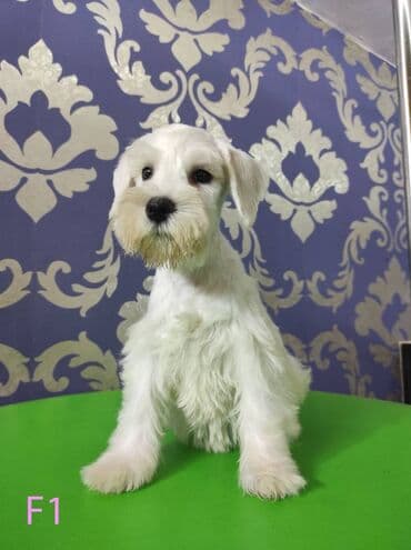 Psi: Odgajivačnica KARDIA SKILOS Kennel ima na prodaju prelepe štence belog — 2