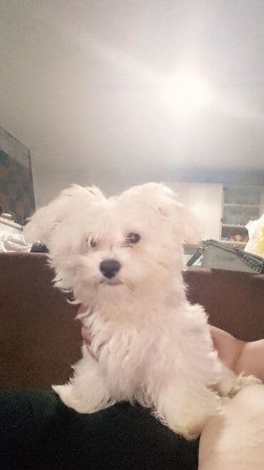 Mali kućni ljubimac – štene bele, pahuljaste dlake (tipa