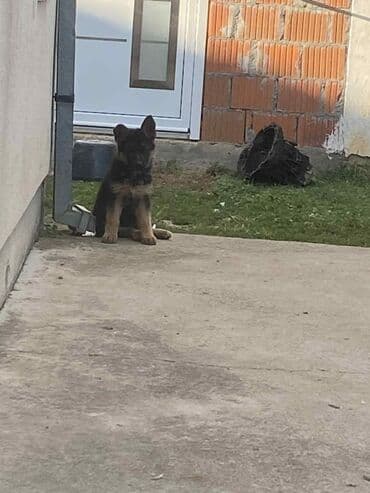 Psi: Štene nemackog ovcara Još dve zenkicevakcinisane,očišćenje od — 1