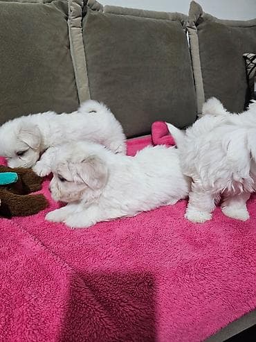 psi na poklon vrsac: Na prodaju cistokrvni stenci maltezera. Ostenjeni 24.12.25. 4 zenkice — 6