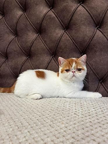 nova guinea cveke: Na prodaju egzotični kratkodlaki mačići (Exotic Shorthair) — 1