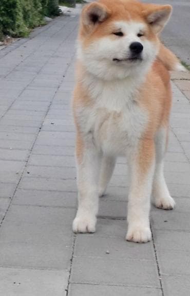 maltezer cena srbija: AKITA INU – VRHUNSKO FCI LEGLO | KUMA KAI KENNELS Odgajivačnica Kuma — 6