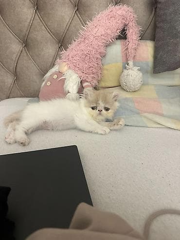 psići na poklon: Na prodaju mačići persijske egzotične (Exotic Shorthair) rase. Vrlo — 8