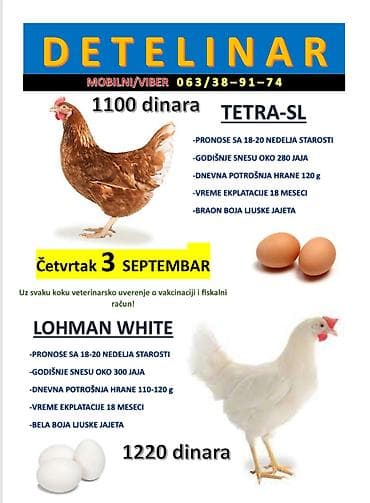 Životinje: Prodaja nosilja – hibridi TETRA‑SL i LOHMAN WHITE TETRA‑SL - Počinju — 1