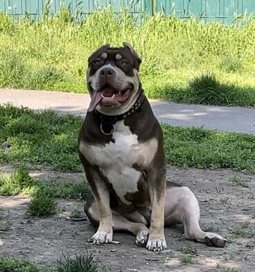 Životinje: Vrhunski štenci American Bully XL dostupni za prodaju. Krvna linija — 2