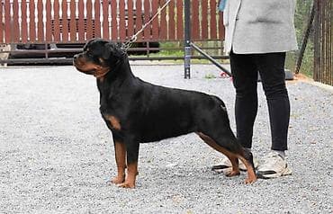 psi american bully: Poklanjam dva prelepa primerka Rotvajlera, muzjak I zenka, brat I — 2