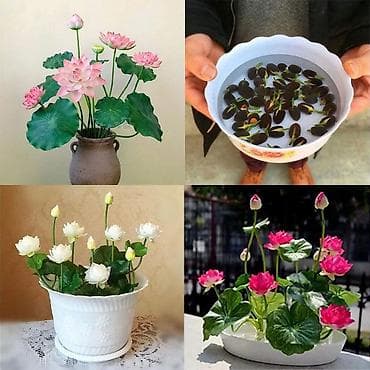 mastermax trimer na kolicima: 05. Seme Lotosa Cena:950din/5 semenki Za kućni Lotus potrebna vam je — 6