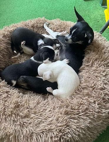 tigrasti cane corso: Čivava štene prelepa Civava Chihuahua apple head Kratkodlake čivave — 2