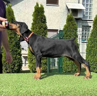 mini psi za stan: Stenci dobermana vrhunskog porekla za rezervaciju Rodjeni 23.07.2023 — 5