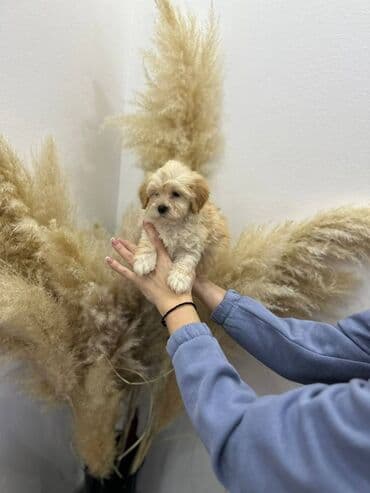 pomeranci prodaja srbija: Maltipoo vrhunske genetike u registrovanoj odgajivacnici Bahu Djokovic — 4