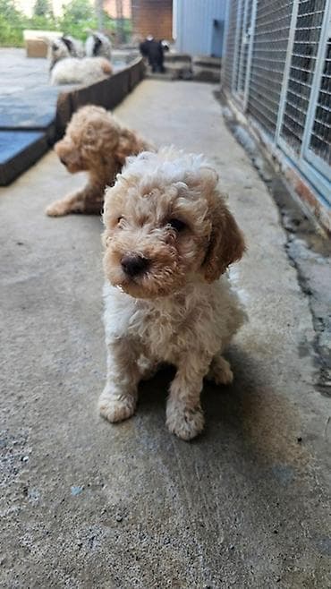 lagoto romanjolo za stan: Lagotto Romagnolo štenci Dostupni štenci Lagoto Romanjolo od roditelja — 3