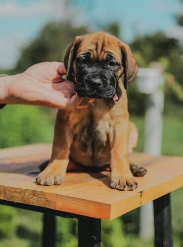psi koji trazi tartufe: Postanite vlasnik jednog od naših vrhunskih Cane Corso štenaca — 1