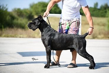 veliki crni psi: Sa zadovoljstvom predstavljamo novo leglo Cane Corso štenaca iz — 9