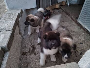 psi pomeranci na poklon: Američka Akita štenci Štenci Američke Akite spremni za preuzimanje od — 2