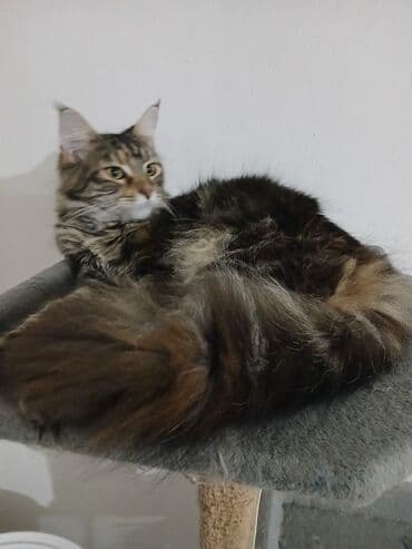 jeftina hrana za pse: Maine Coon mačka – prelepa tigrasta (brown tabby) ženka sa izrazitim — 8