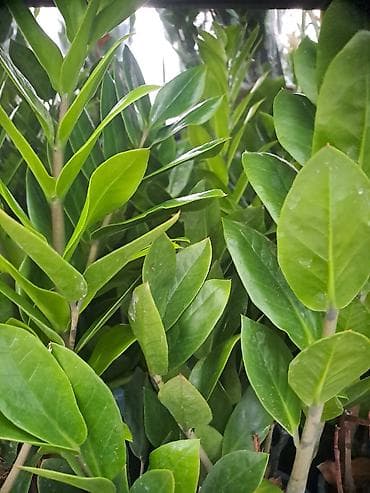 forma ideale spavace sobe akcije: Yucca, Drvo Života, 140 centimetara visina, dva stabla iz saksije sa — 4