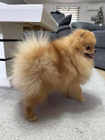 mini pomeranac prodaja: Pomeranac muski star 11 meseci — 2