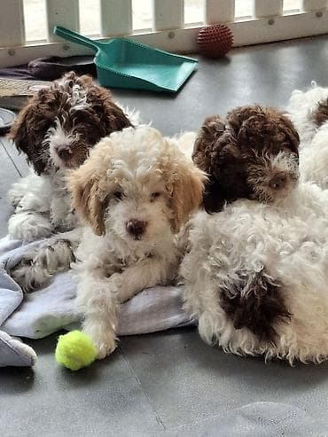 labrador psi: Rasni štenci – rase Lagotto Romagnolo (belo–braon) oznaka, mekanog — 1