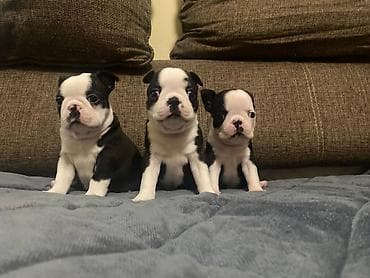 stenci mopsa: Boston terijer zenska stenad dostupna za rezervaciju u nove domove gde — 9